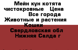 Мейн-кун котята чистокровные › Цена ­ 25 000 - Все города Животные и растения » Кошки   . Свердловская обл.,Нижняя Салда г.